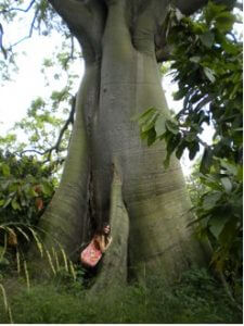 Giant Tree in Ecuador