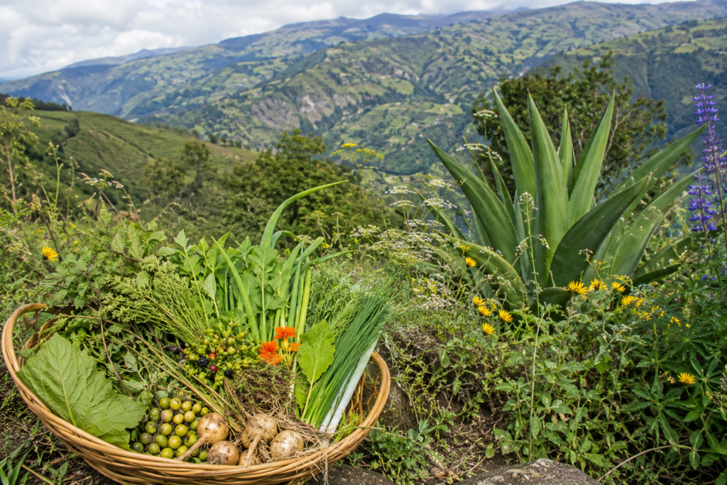 Foraged herbs, vegetables, and native plants gathered on a lush Ecuadorian hillside, illustrating the traditional ingredients, self-sufficiency, and connection to nature remembered in Caldo de Pata.